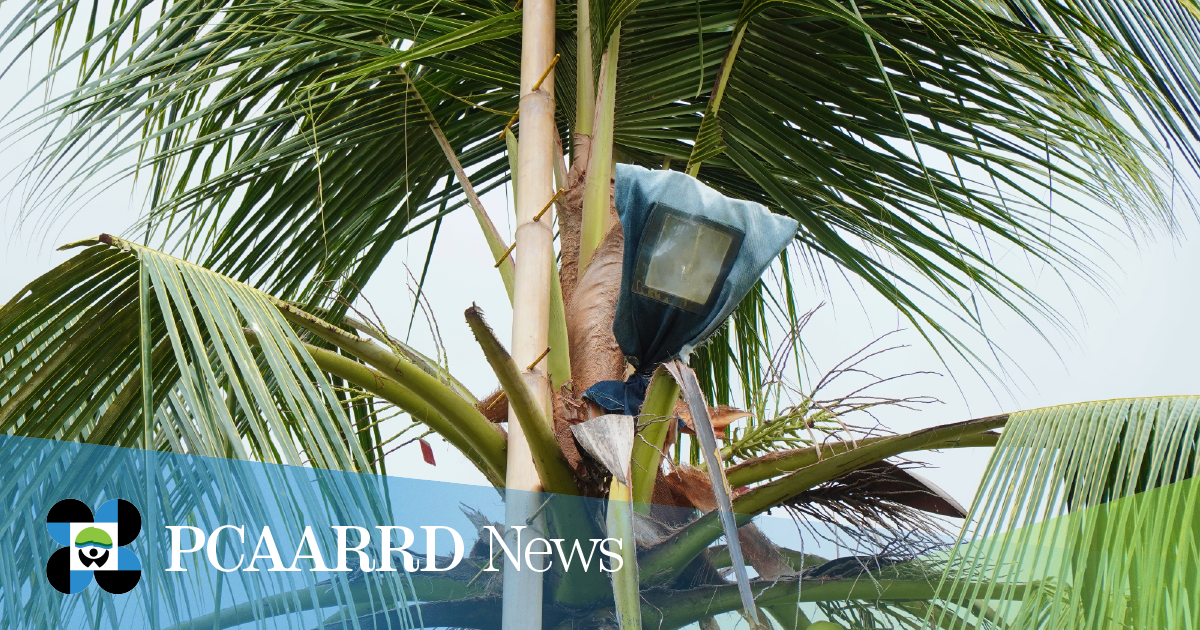 Project seeks to develop multi-parent coconut hybrids tolerant to diseases, droughts, and strong winds